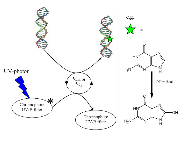 File:Indirect DNA damage.png