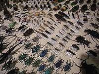 Сафари с насекомыми - насекомое 27.jpg