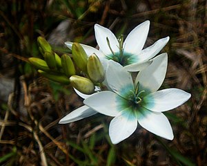 강냉이붓꽃(Ixia polystachya)