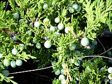Photograph of a plant with needle-like leaves and berry-like cones.