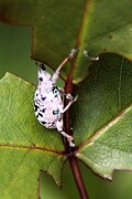 ??? Onbekende kever in Nationaal park Andasibe Mantadia