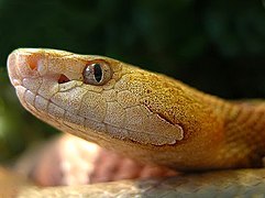 Eastern copperhead