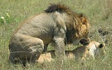 A pair of lions copulating in the Maasai Mara, Kenya Lion sex.jpg