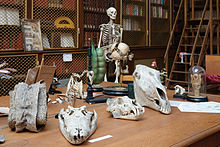 A natural history collection in a French public secondary school Lycee Michelet Vanves bibliotheque collection histoire naturelle.jpg