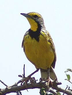 Keltakurkkuvästäräkki (Macronyx croceus)