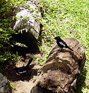 Magpie robins (Copsychus Sechellarum) on Cousine, Seychelles