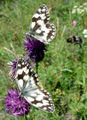 Melanargia galathea (Melanargiina)