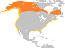 Elterjedési területe (a narancssárágban költ, míg a sárgában áttelel)