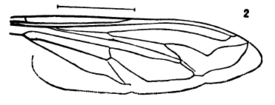 Milesia ornata wing