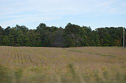 Soybean field along Pennsylvania Route 173