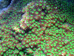 Montipora grisea