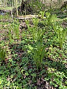 Straußenfarn (Matteuccia struthiopteris) im Auwald des NSG