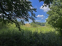 Große Röhrichtbestände in der Talaue zw. Abshof und Rotthaus – Blick zum westl. Hang