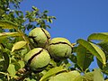 Ořechy ořešáku královského (Juglans regia)