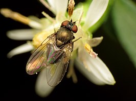 Japanagromyza viridula