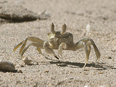 Crabe fantôme juvénile (Ocypode cf. ceratophtalmus)