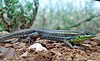 A lizard, Ophisops elegans