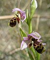 Ophrys umbilicata 03 - Çevlik, Hatay prøver. 
 Turkey.jpg