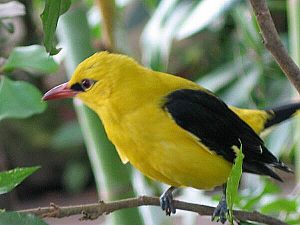 Gultroosel (Oriolus oriolus), mantje


LC - least concern (ei trüüwet)