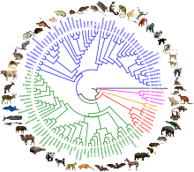 Mammalian Phylogeny OrthoMaM v10b 2019 116genera circular tree.svg