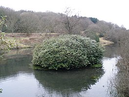 photo of water and trees