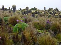 Frailejones op de helling van de Nevado de Santa Isabel