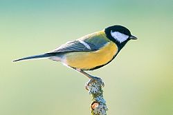 Great tit