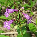 Flowers of Penstemon tenuis