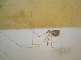 Мангал-гезг Pholcus phalangioides