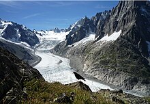 Foto einer Alpendohle am Rand eines Gletschertals