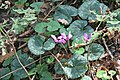 neidentifikované rostliny v národním parku Thayatal