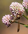 Polistes badius