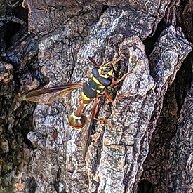 Polybiomyia_bellardii