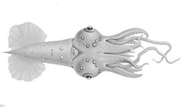 Pyroteuthis margaritifera