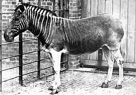 Quaga no Zoológico de Londres em 1870.