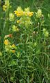 Grannen-Klappertopf (Rhinanthus glacialis s.lat.)