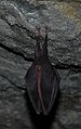 Rhinolophus hipposideros