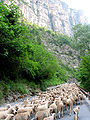 La transhumance dans les gorges du Cians à Rigaud.