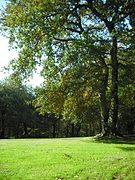 Robledo del Parque de Bonaval de Santiago de Compostela