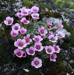 Saxifraga oppositifolia