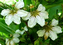 Scaevola sericea (5187929027) .jpg