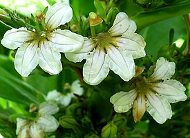 Цветущая Scaevola taccada