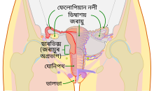 স্ত্ৰী জনন অংগৰ বিভিন্ন ভাগ সমূহ।