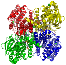 Modello tridimensionale dell'enzima