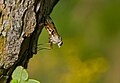 Snipe fly (Rhagio scolopaceus) exhibiting its "down-looker" behaviour