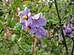 Solanum umbelliferum.jpg