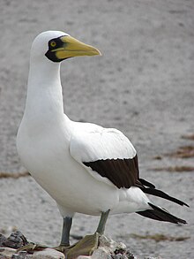 white seabird with long pale bill standing on a beach and angled part toward camera