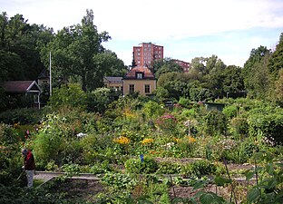 Fågelsångens Trädgårdsföreningens koloniträdgård.