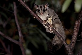 Petaurus breviceps ~ Ekibol (Petauridae)