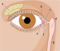 The tear system. A) Tear gland / Lacrimal gland B) Superior lacrimal punctum  C) Superior lacrimal canal  D) Tear sac / Lacrimal sac  E) Inferior lacrimal punctum  F) Inferior lacrimal canal  G) Nasolacrimal canal